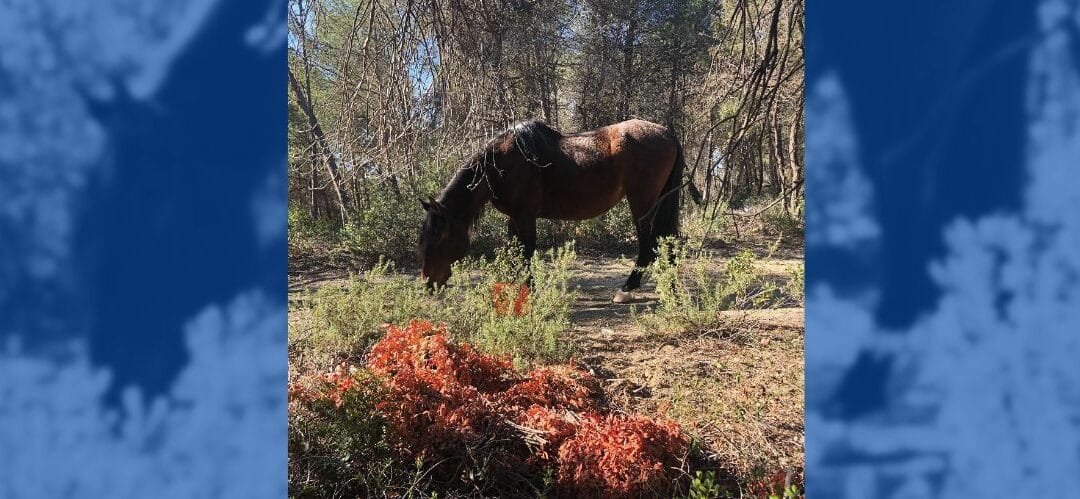 Caballos rescatados se convierten en protectores del bosque en Cataluña