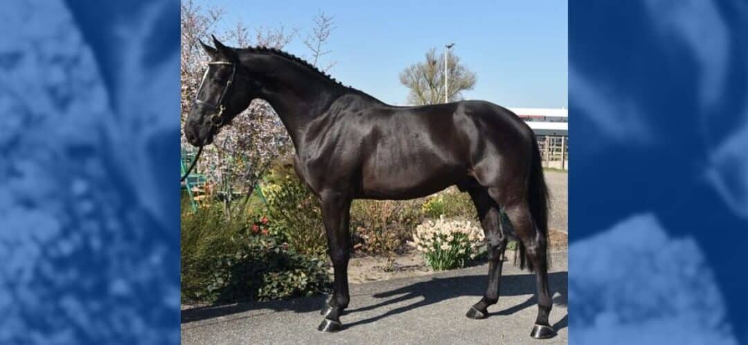 La rica historia del linaje de Daryus van het Poeleind