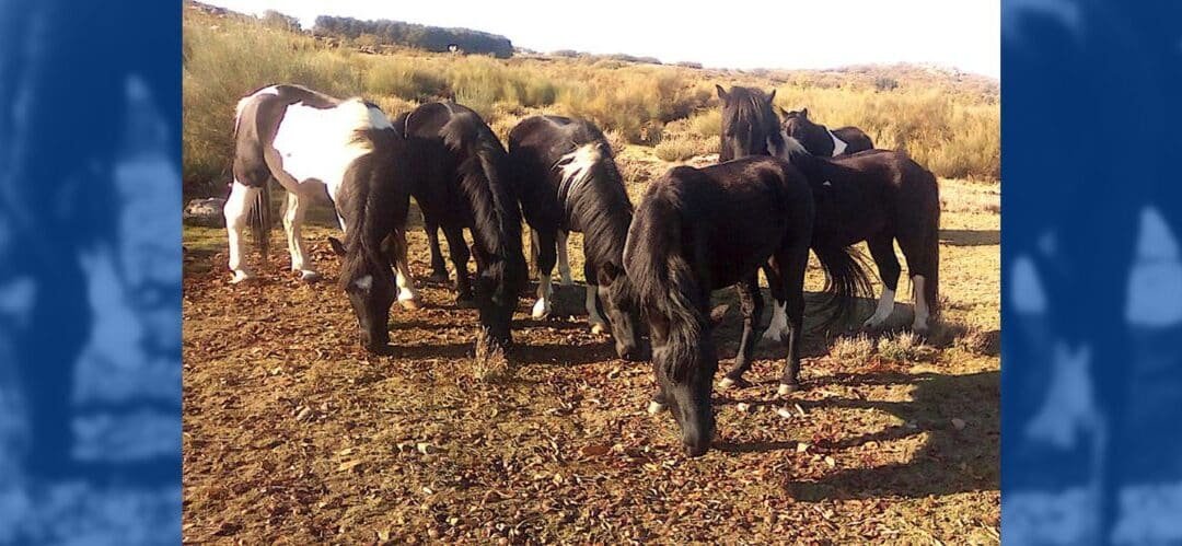 Efectos del enriquecimiento sonoro en el bienestar de los caballos estabulados