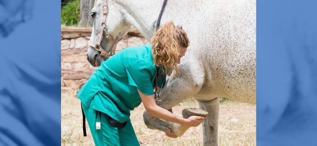 El informe veterinario en el contrato de compraventa de caballos