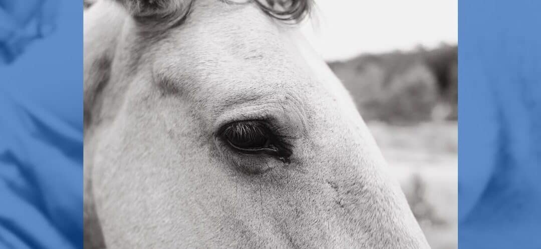 Vicios ocultos en la compraventa de caballos