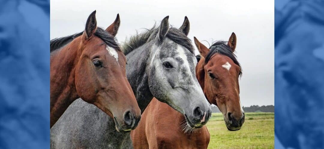 El burofax como vía previa a la judicial en la compraventa de caballos