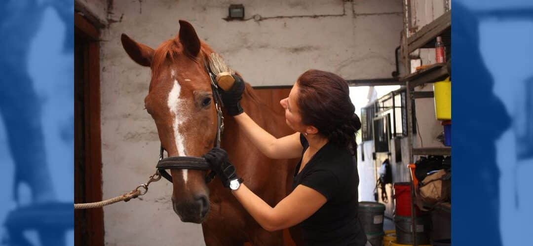 Cómo diseñar una rutina de ejercicio para caballos mayores