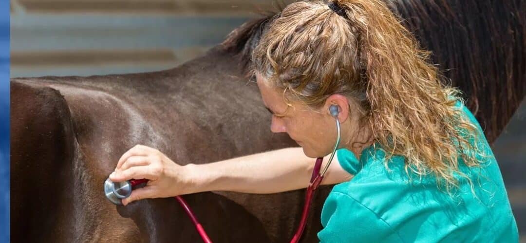 Diferencias clave entre la condición corporal y la masa muscular en caballos