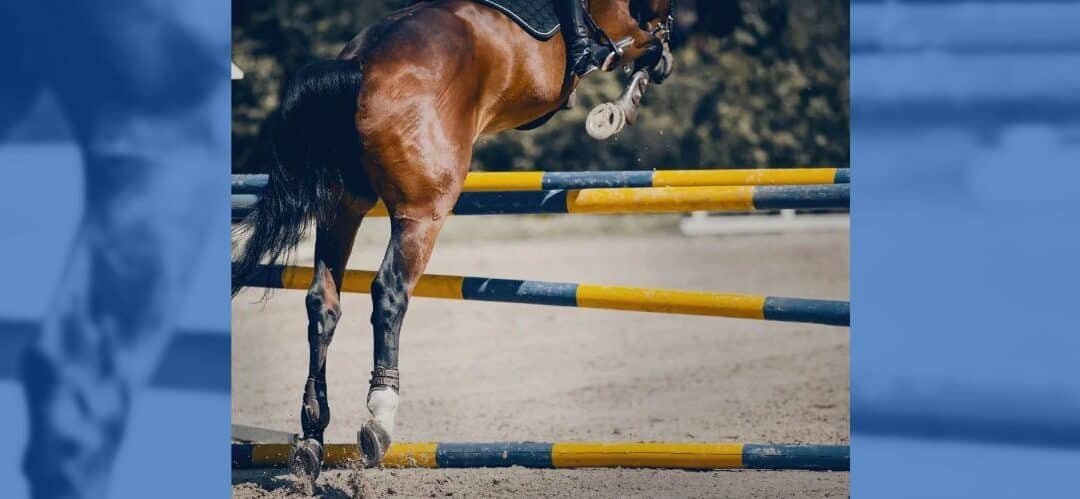 ¿Qué sementales de Salto tienen los descendientes con mayor rendimiento?