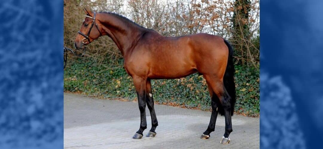 Razas de caballos: Holsteiner
