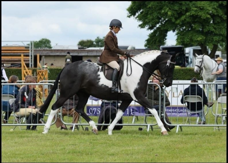 Victoria para KBF Lucia en el campeonato supremo de colores BSPA 2024 RIHS