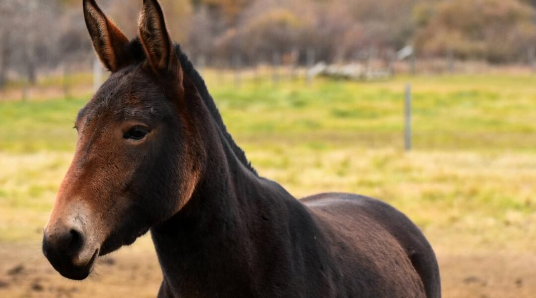 La mula, un híbrido entre una yegua y un burro o un asno.