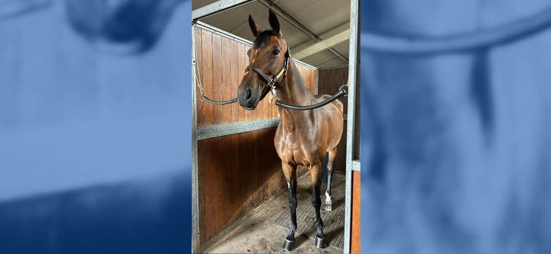 Sofía Dolegowski refuerza su cuadra con la incorporación de Dilana 19