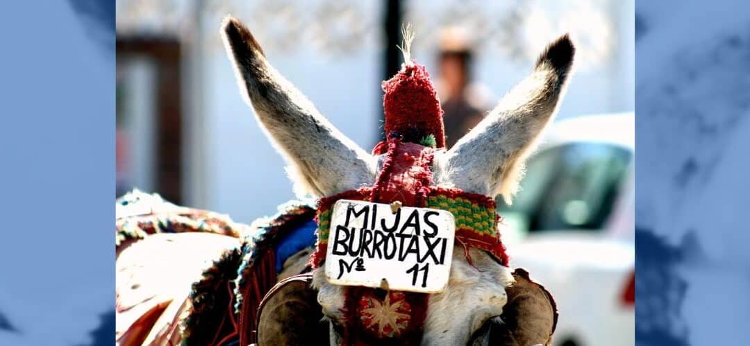 El Ayuntamiento de Mijas lanza un comunicado sobre los burro taxis y coches de caballos