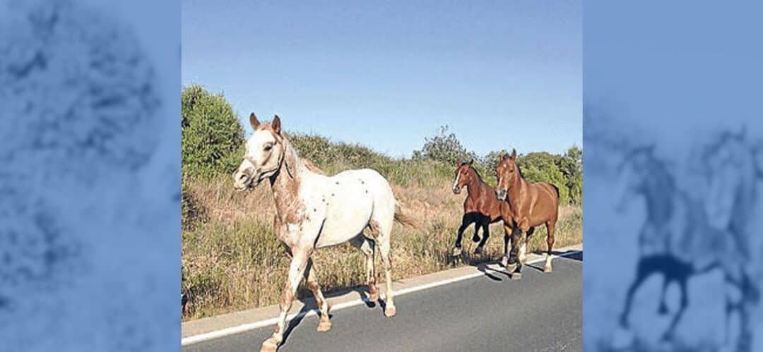 Grave accidente: choque de caballo contra un vehículo en Sevilla