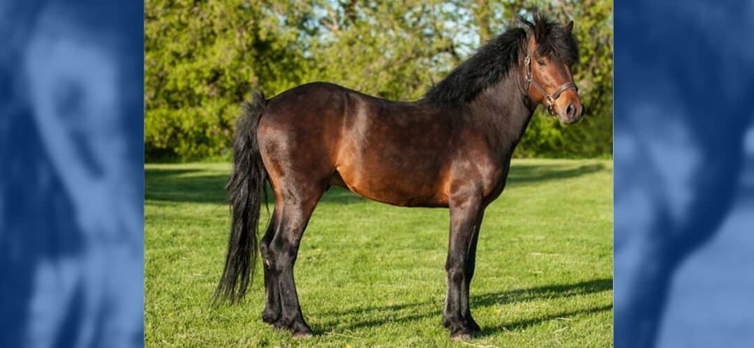 Pony de Terranova