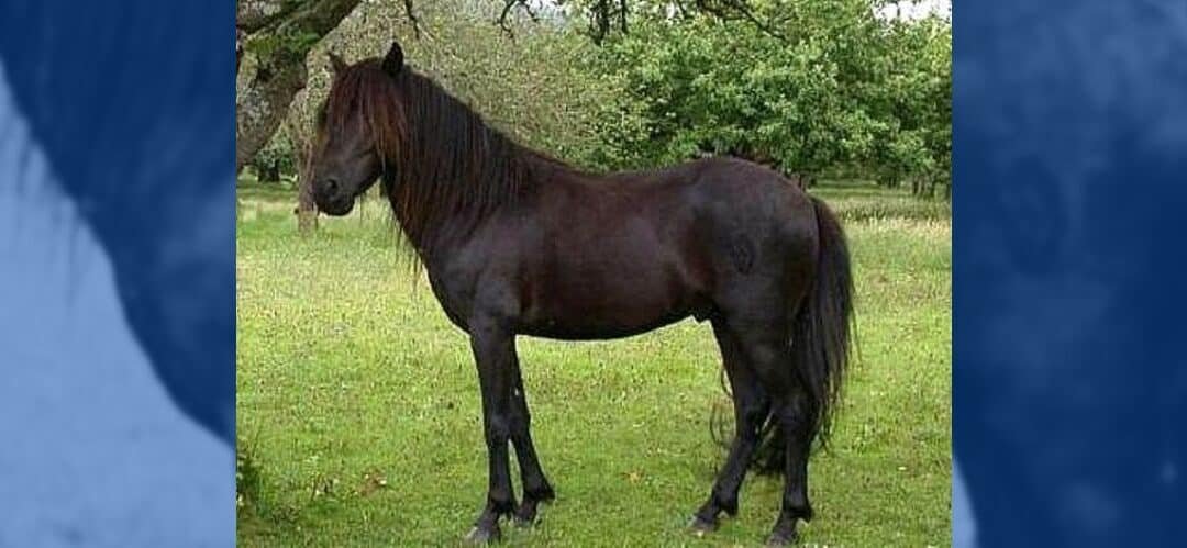 El Caballo Asturcón: Un tesoro ecuestre de Asturias