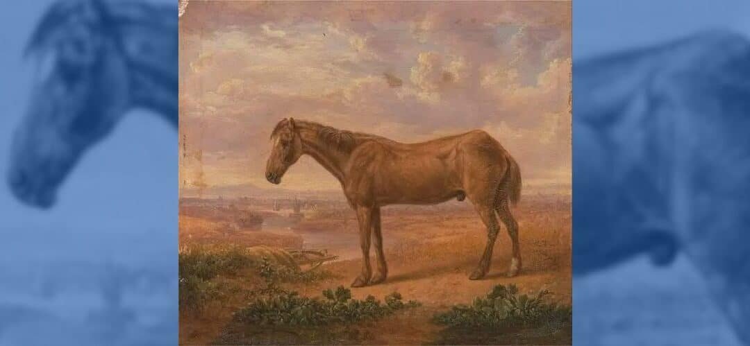 Conoce a Old Billy, el caballo más longevo del mundo