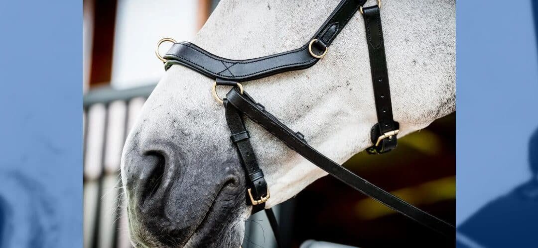 ¿Qué es el bitless?