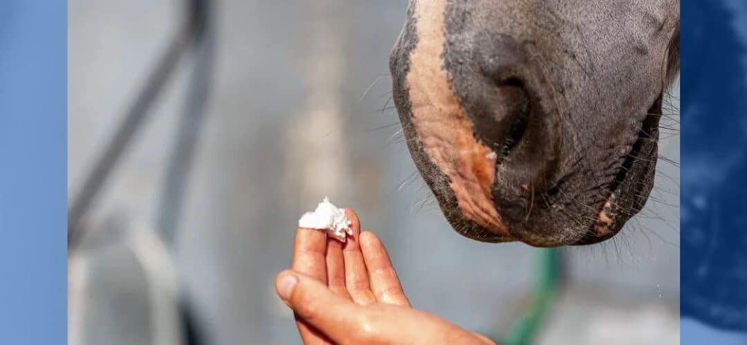 El papel de los caballos en la preservación de los ecosistemas rurales