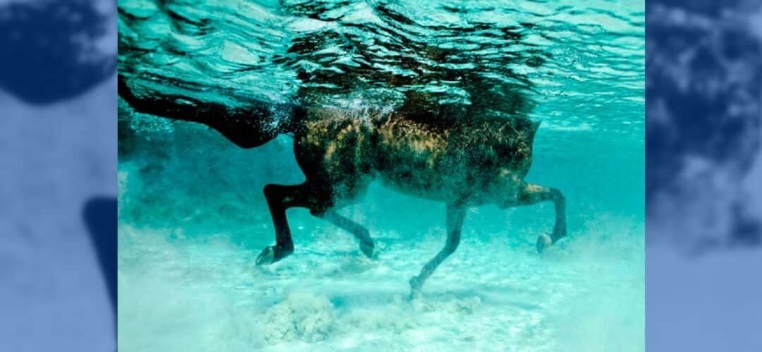 Cómo prevenir el sobreentrenamiento en caballos de alta competición