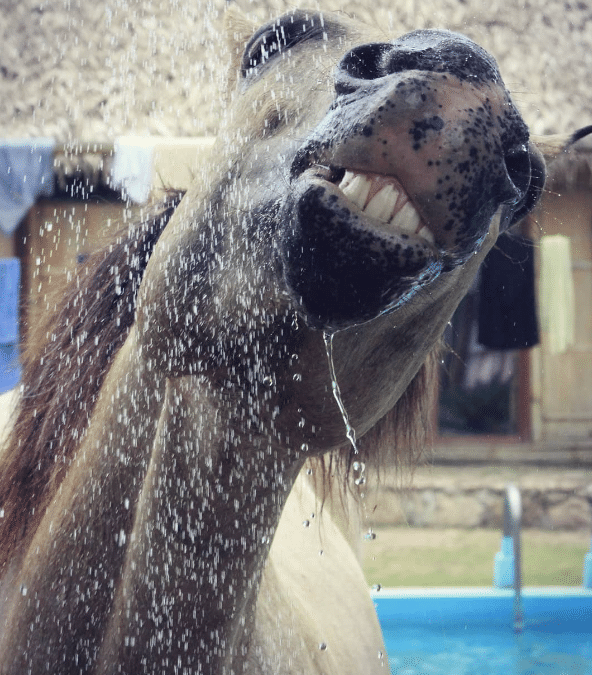Medidas para combatir el calor en Versalles.