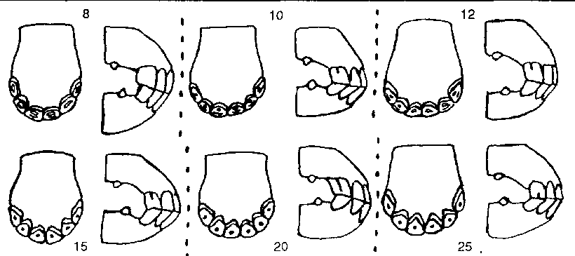 ¿Sabes calcular la edad de tu caballo?