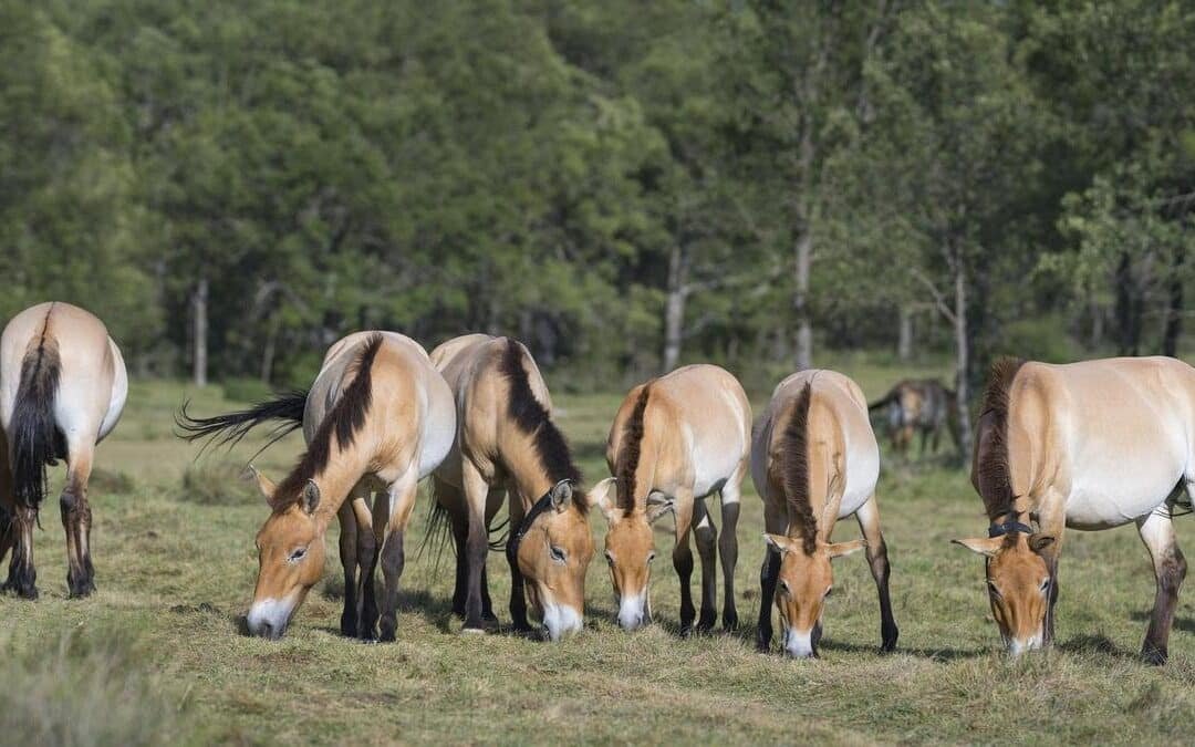 España impulsa la recuperación del caballo Przewalski