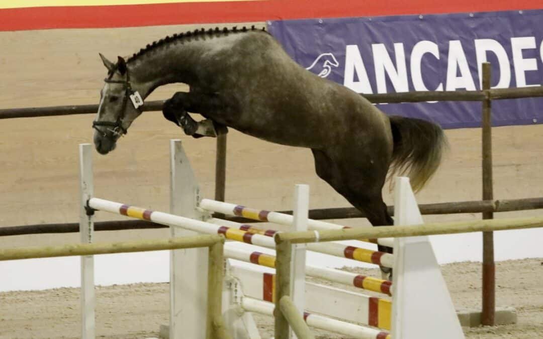 Yeguadas participantes en el XXXII Concurso Morfológico 2024 ANCADES