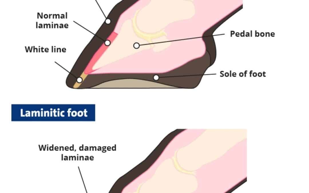 Prevención de la laminitis