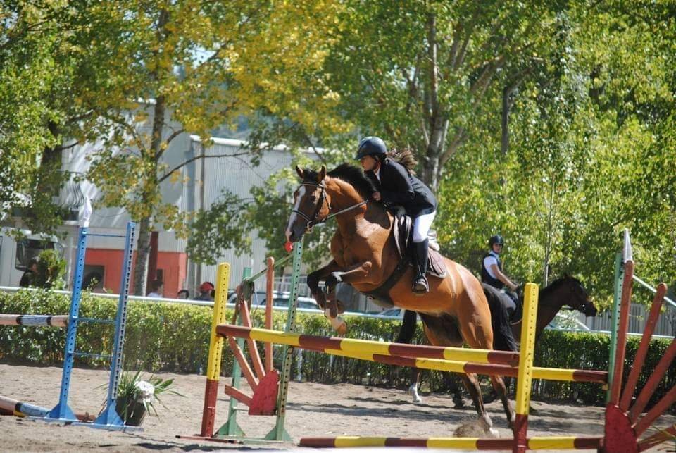 Cuidados especiales para caballos mayores