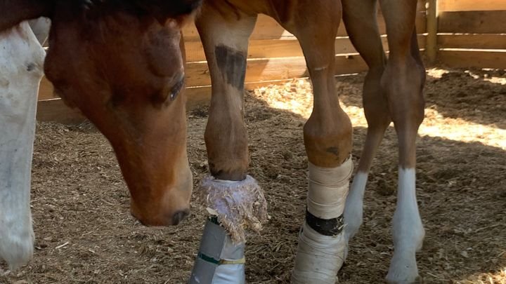 ¡Ayudemos a Kalu! Una historia de amor, valentía y esperanza