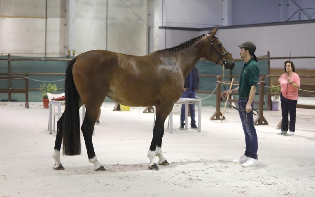 Horarios ANCADES 2024 de la jornada de hoy