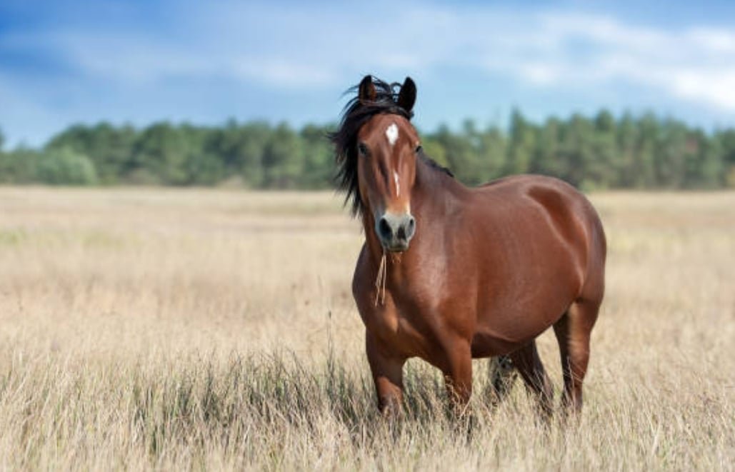 La higiene equina: clave para un caballo sano y feliz