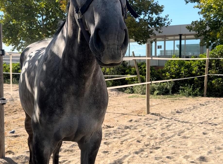 Iroko de la Tour pasa a manos del equipo de Jose Bono