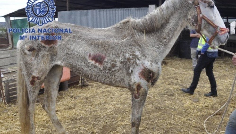 Investigado un hombre como presunto autor de un delito de maltrato animal