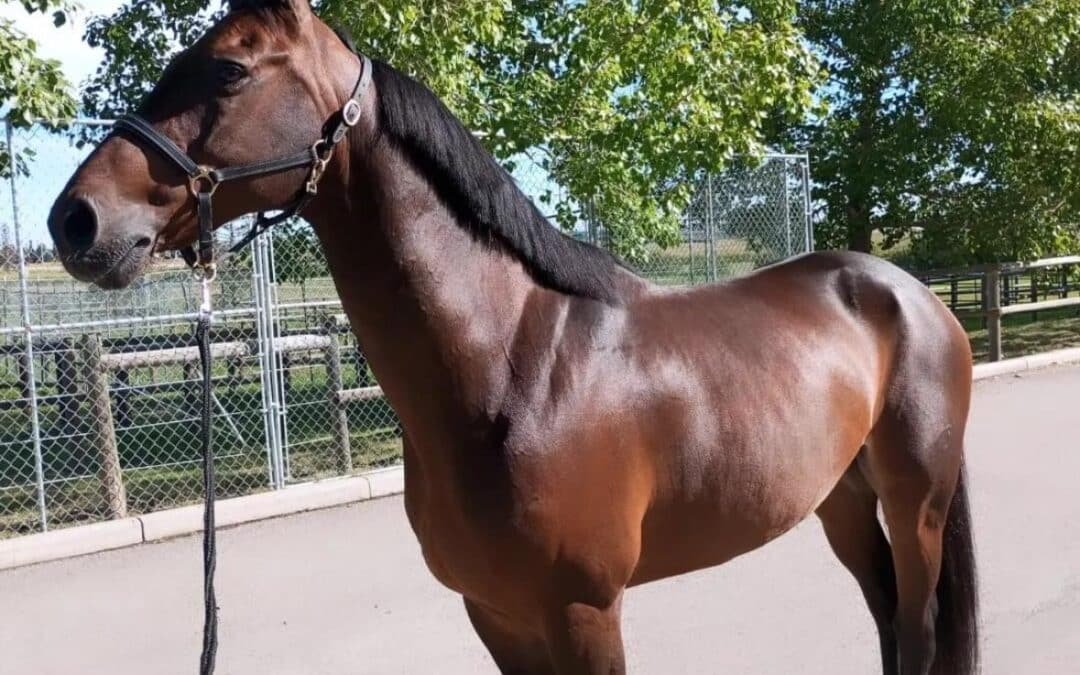 Horario español de la segunda jornada Spruce Meadows “Masters” en Calgary
