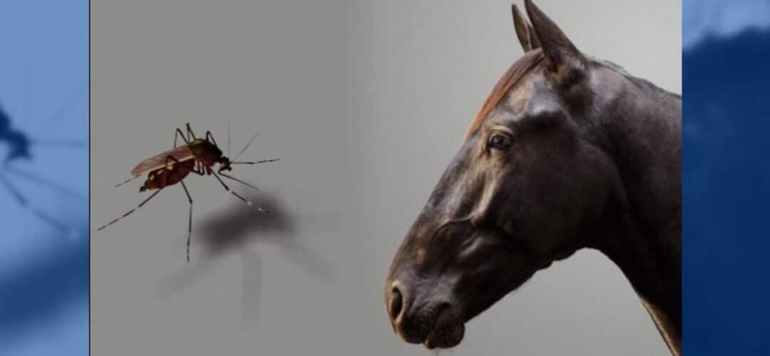 Fiebre del Nilo Occidental: Todo lo que deberías saber