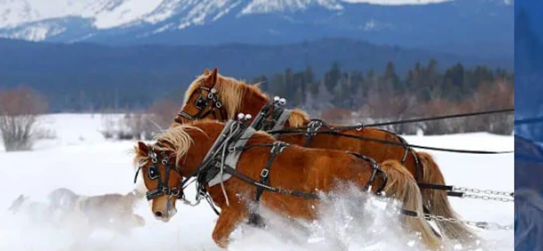 Los caballos y su papel en la historia de la ganadería