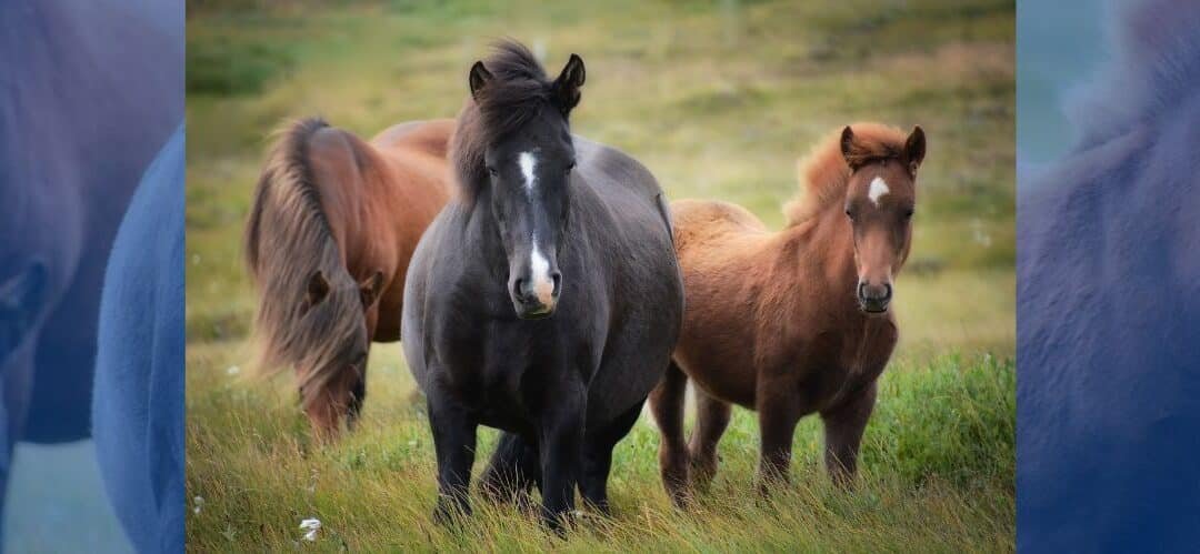 Nuevo estudio sobre la domesticación del caballo