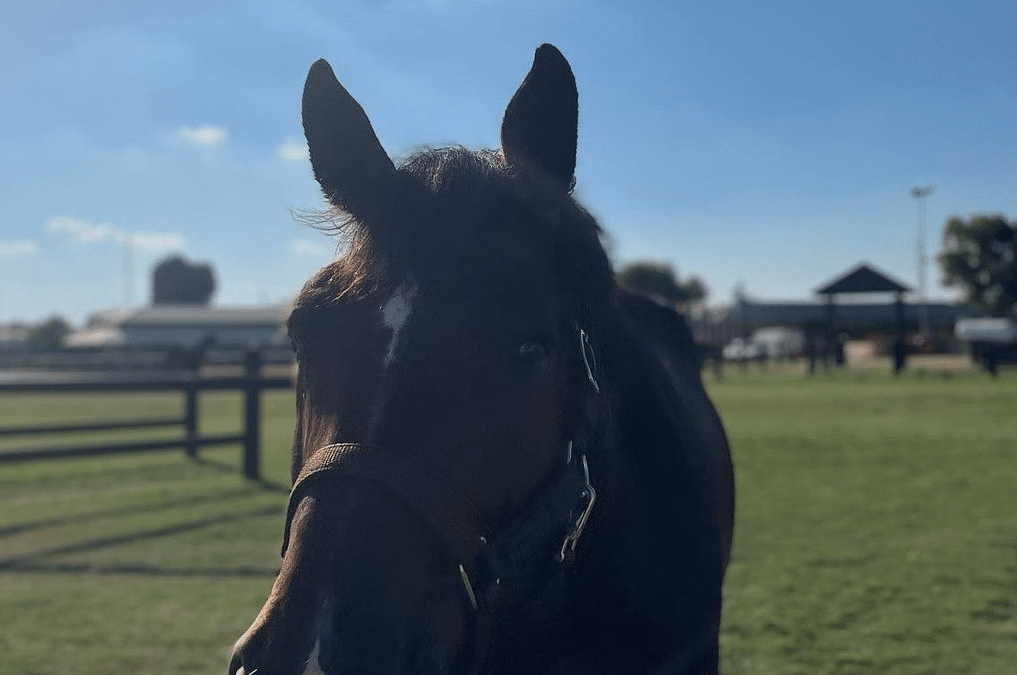 Quipou de la familia Lange, vendido a Estados Unidos