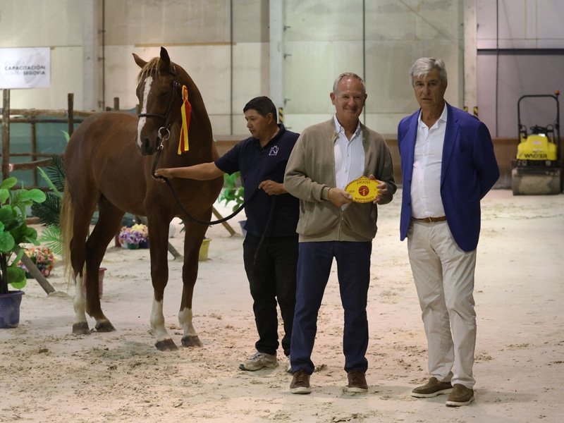 Yeguada El Maset: Liderando el XXII Concurso Morfológico ANCADES 2024
