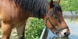 La deshidratación en caballos: Una amenaza silenciosa