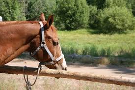 Atar un caballo a un árbol: Cómo hacerlo correctamente