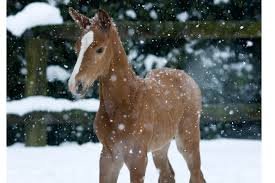 Cuidados especiales del caballo durante el invierno
