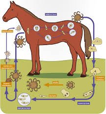 La piroplasmosis equina: una amenaza para la salud de tu caballo