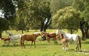 Los beneficios de la semilibertad para tu caballo