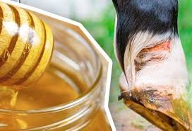 Beneficios de la miel en los caballos