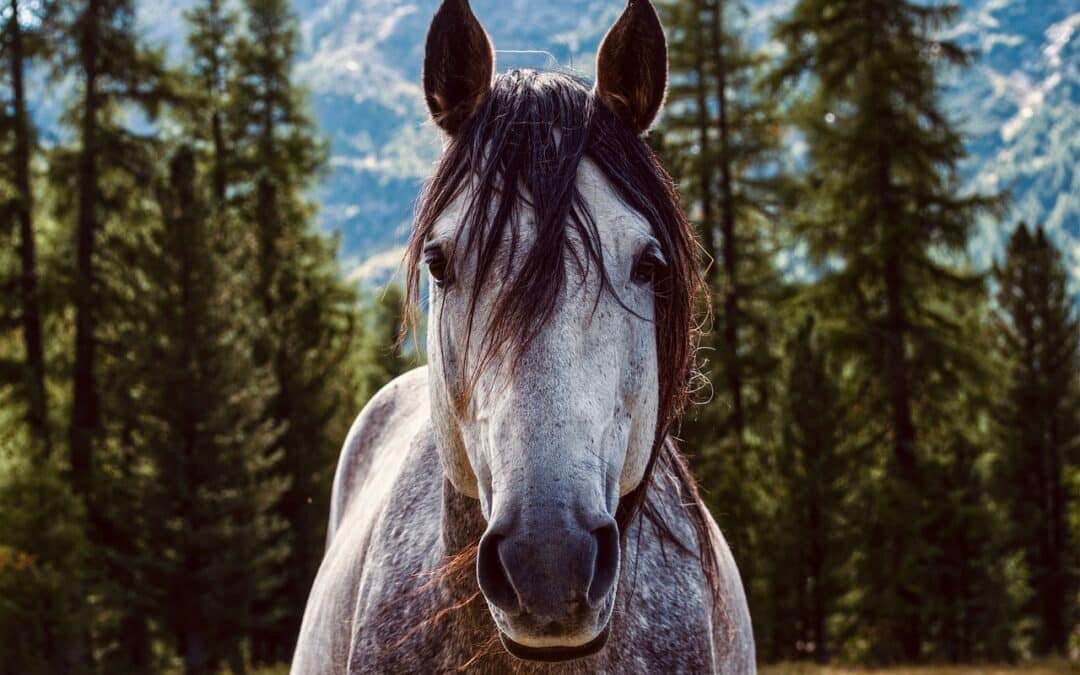 Cómo evitar el aburrimiento en tu caballo: Claves para un equino feliz y saludable