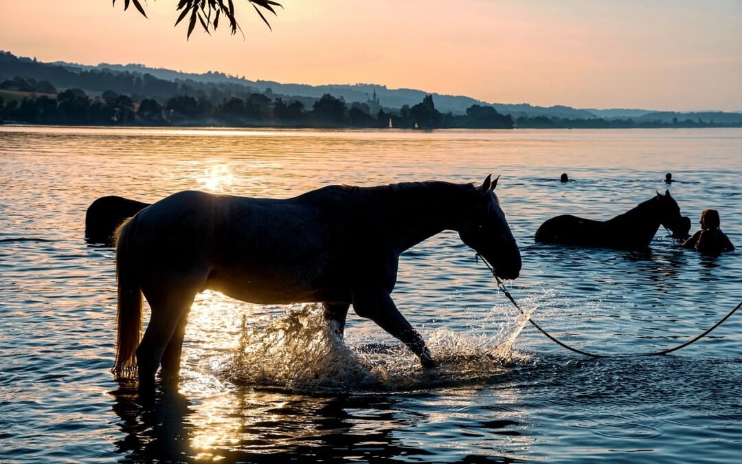 Reglas no escritas de la equitación: Manual de convivencia equina
