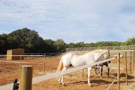 La importancia de los pastores eléctricos para caballos