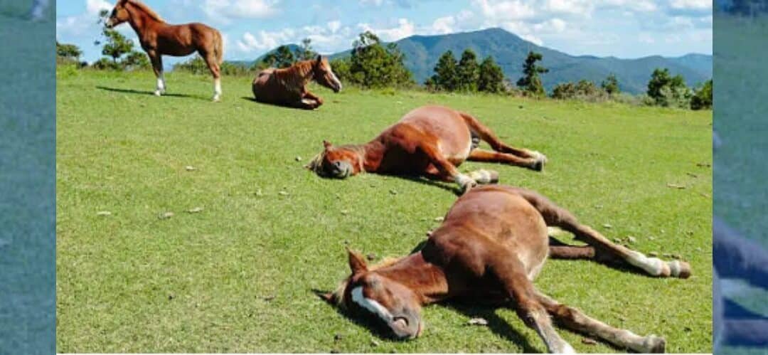 La relevancia de la hípica en los deportes de élite