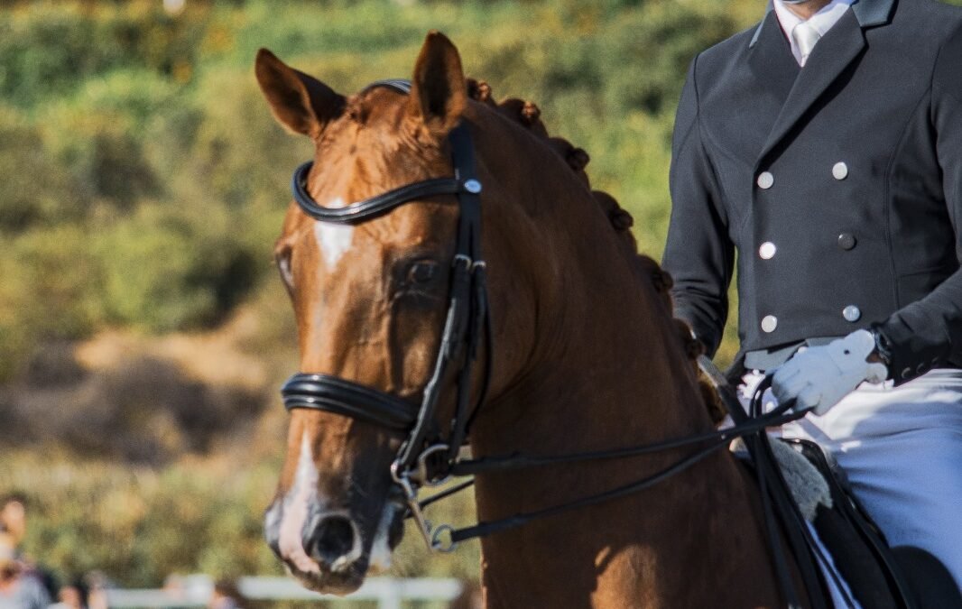 Alejandro Asencio triunfa en el Gran Premio del Campeonato de Andalucía de Doma Clásica