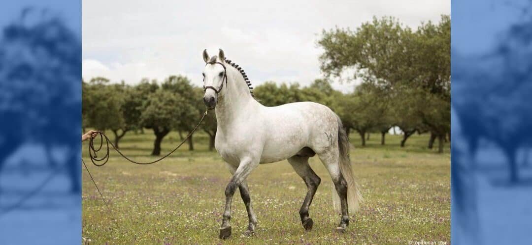 El II Campeonato Andaluz de Caballos Pura Raza Española reúne a más de 130 ejemplares en Jaén